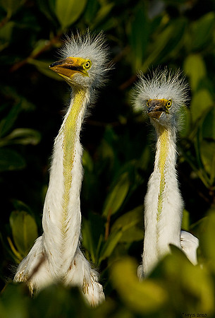 Great Egret Chicks