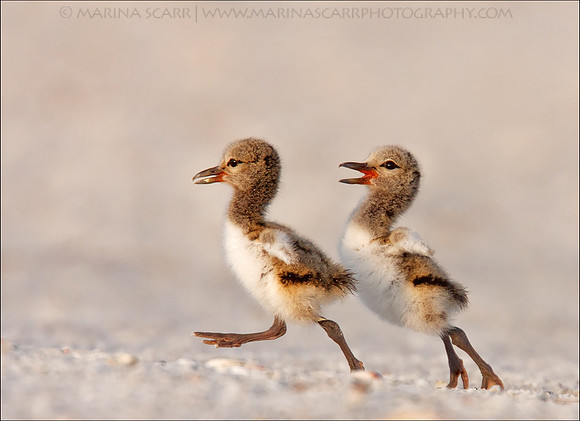 American Oystercatcher Chicks Roughhousing