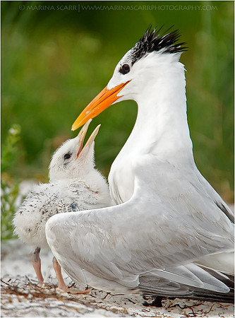 Royal Terns - Under My Wing
