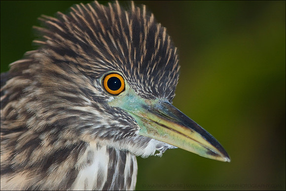 Black-crowned Night Heron Fledgling