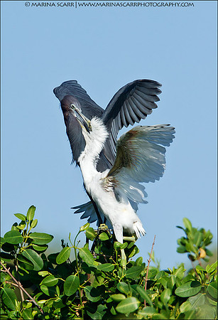 Little Blue Heron Feeding