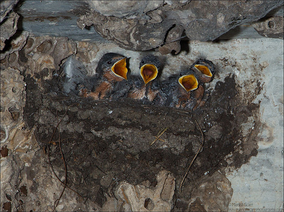 Barn Swallow Chicks - Begging for Food