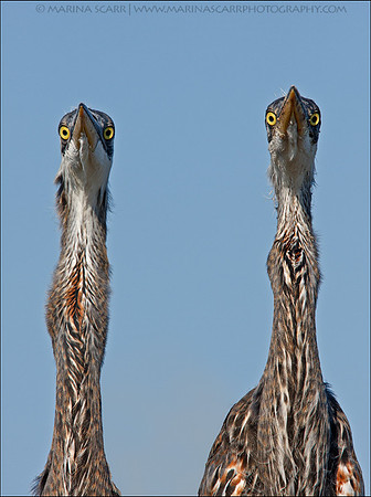 Great Blue Heron Siblings