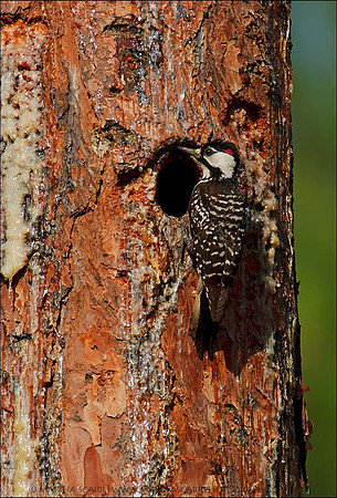 Male with Visible Red Cockade