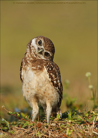Cockeyed Burrowing Owlet