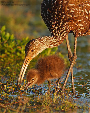 Limpkin Feeding Chick