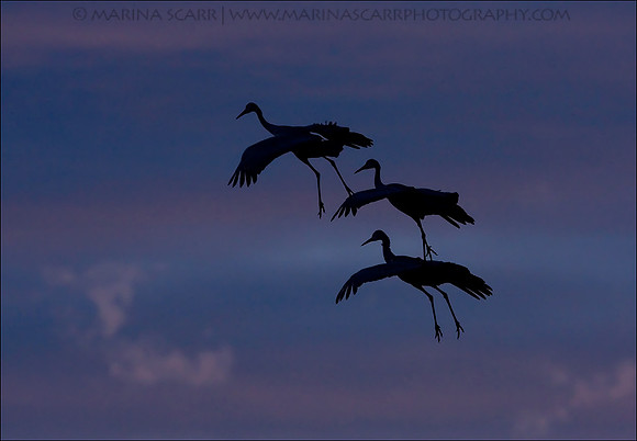 Sandhill Crane Flight Silhouette