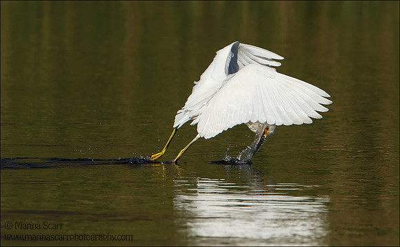 Juvenile Snowy Egret Fishing