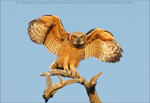 Great Horned Fledgling Testing Wings
