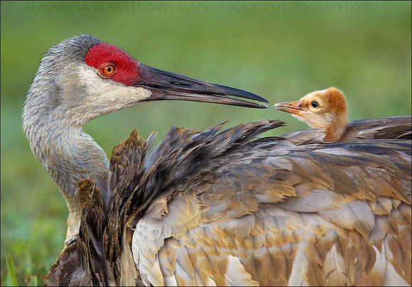 Sandhill Cranes - Beak-to-Beak