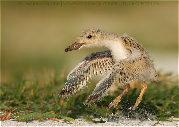 Black Skimmer Chick