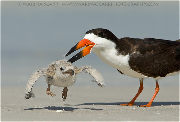 Black Skimmer Discipline