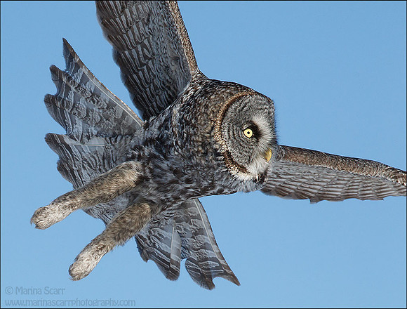 Great Grey Owl - Bunny Feet