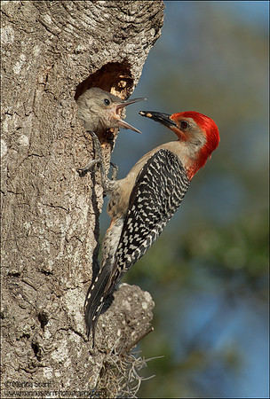 Red-bellied Woodpecker Feeding