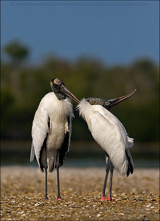Wood Stork Pair Preening