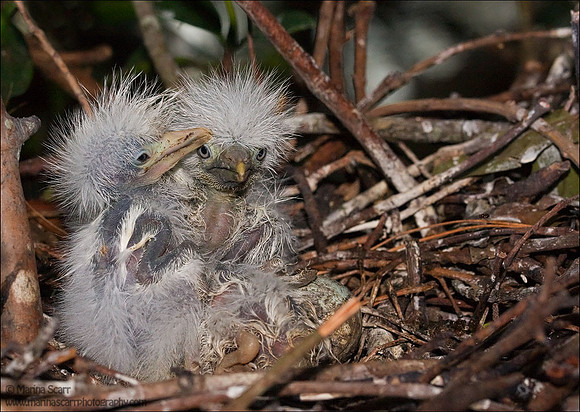 Cattle Egret Chicks