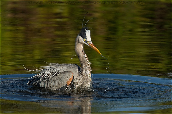 Great Blue Heron Bathing