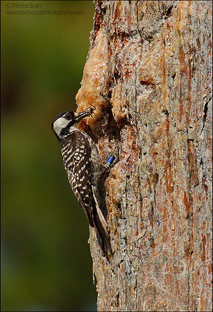 Red-cockaded Woodpecker Spider Feeding