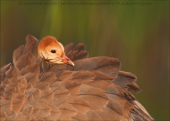 Sandhill Crane Chick