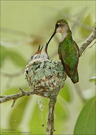 Ruby-throated Hummingbird Feeding