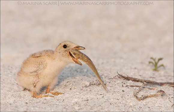 Black Skimmer Down the Hatch