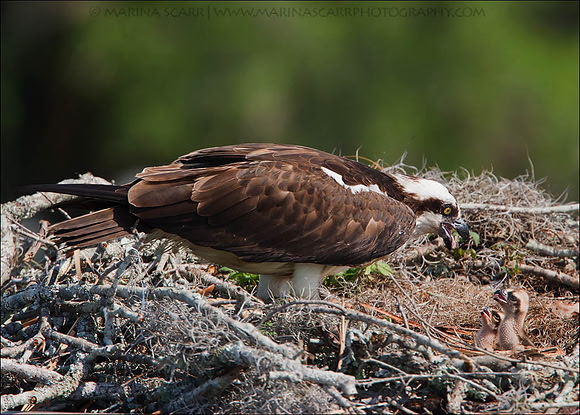 Osprey Feeding 2 Hatchlings
