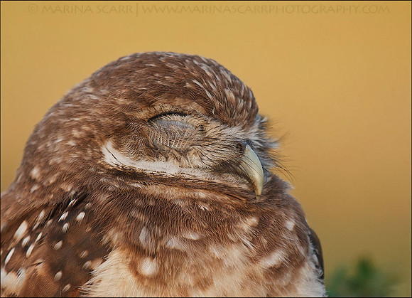 Burrowing Owlet Nap