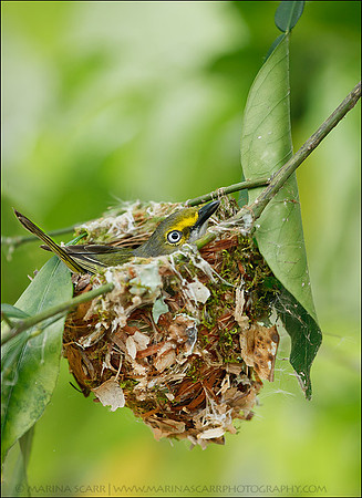 White-eyed Vireo Nest