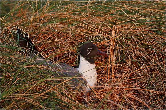 Laughing Gull Incubating @ Sunset