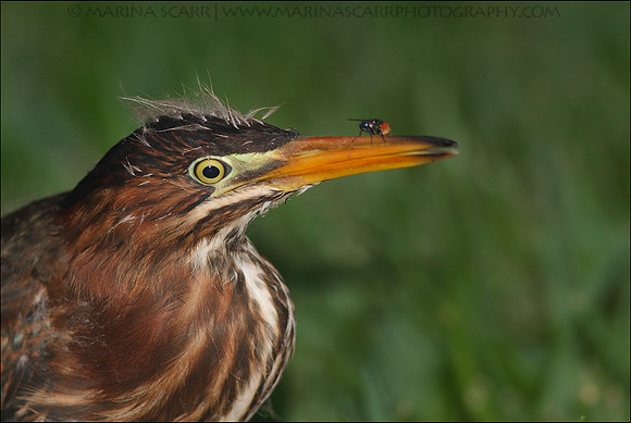 Green Heron Chick & Pesty Fly