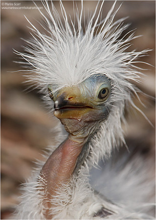 Great Egret Chick - Bad Hair Day