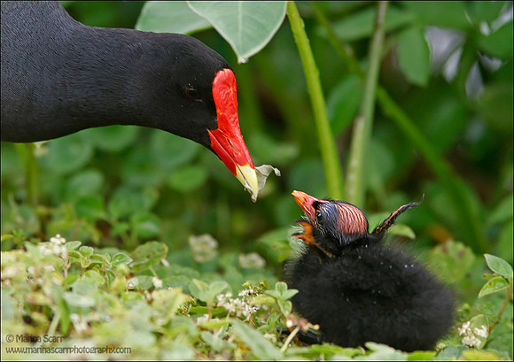 Common Gallinule Feeding