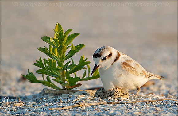 Snowy Plover Incubating 3 Eggs