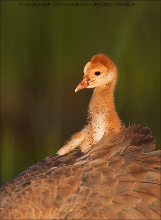 Sandhill Crane Chick Hitching a Ride