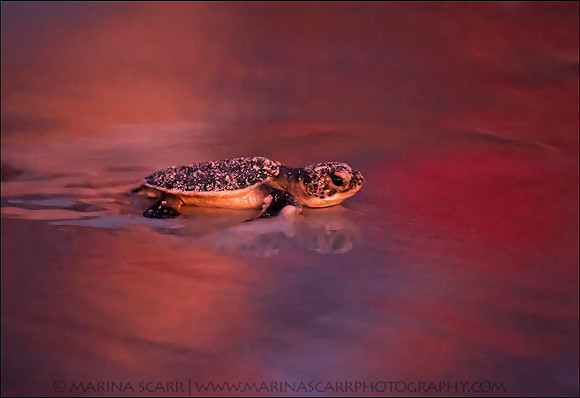 Green Sea Turtle Hatchling Release
