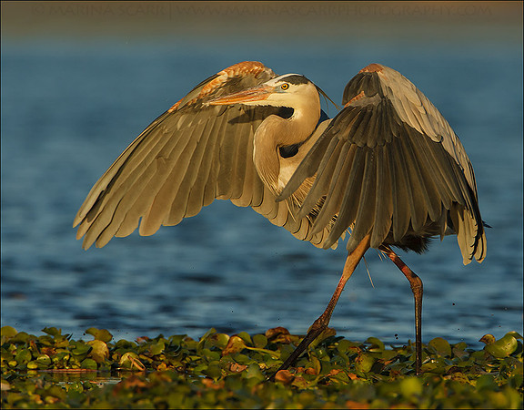 Great Blue Heron