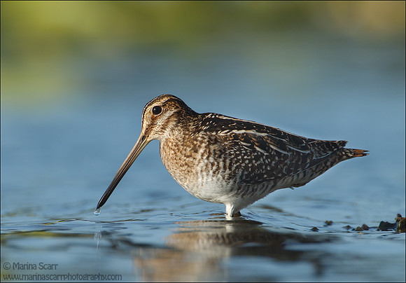 Wilson's Snipe