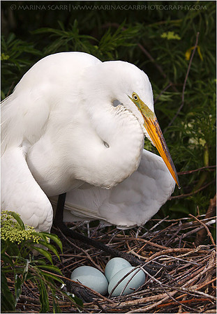 Great Egret on Eggs