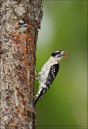 Downy Woodpecker Feeding - Male Feeding Female Chick
