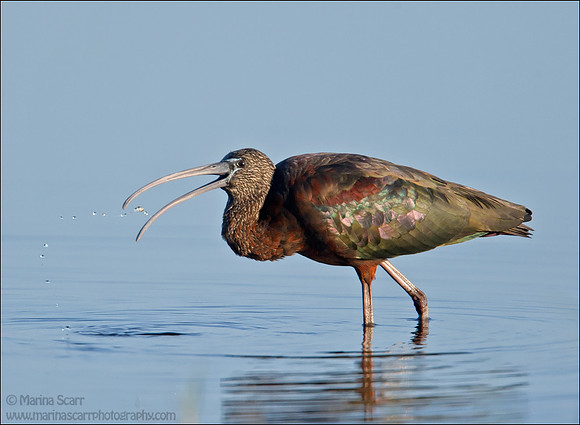 Glossy Ibis Feeding