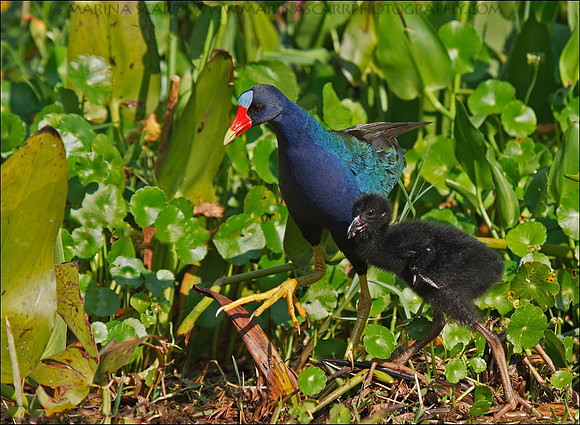 Purple Gallinules