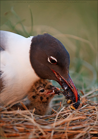 Laughing Gull Feeding