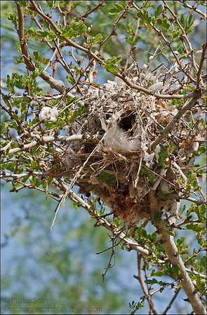 Verdin Nest