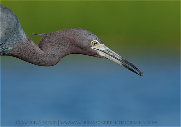 Little Blue Heron & the Fly
