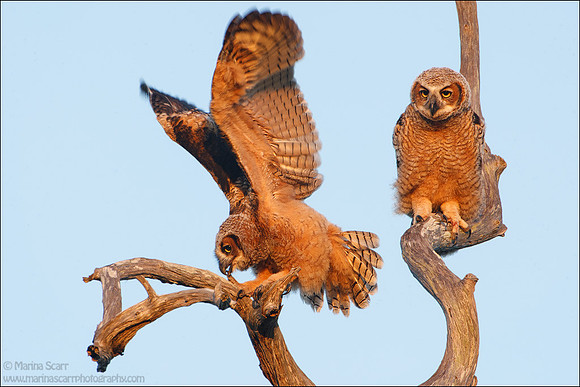 Great Horned Fledglings