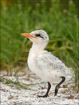 Royal Tern Chick