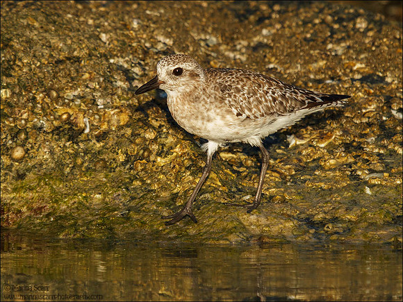 Black-bellied Plover - Winter Plumage