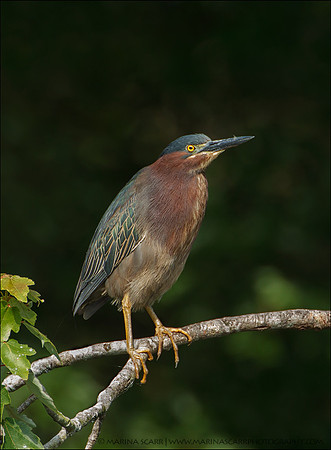 Green Heron