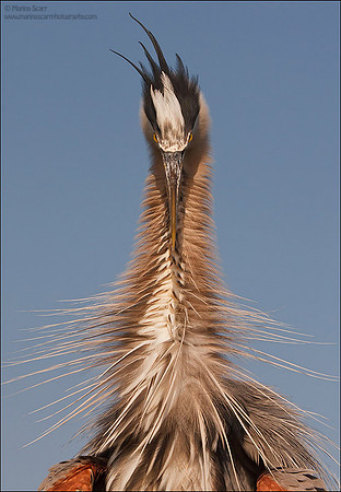 Great Blue Heron with Attitude