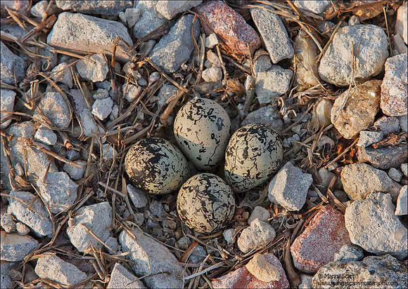 Killdeer Nest